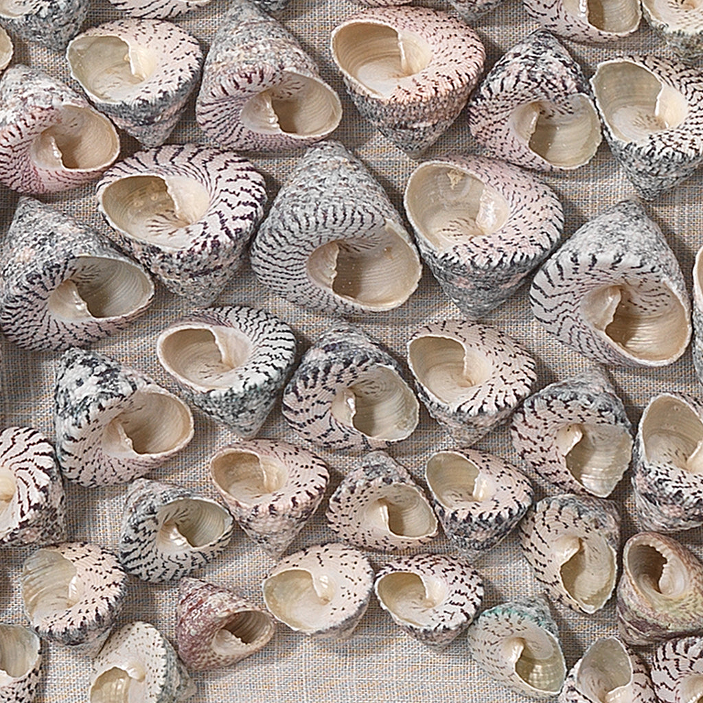 Close-Up View. An assortment of natural screw shells are arranged into shrinking concentric circles 