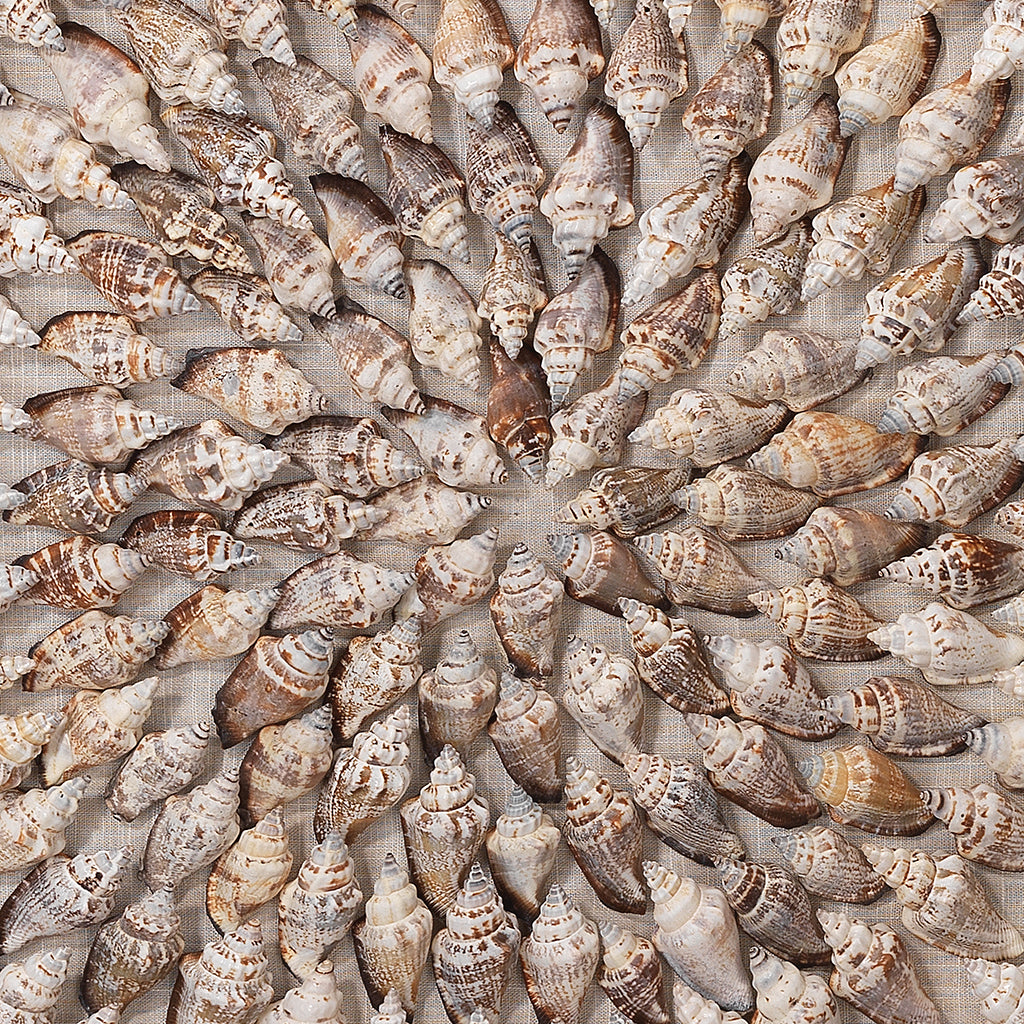 Close-Up View. An assortment of natural simnia shells are arranged into shrinking concentric circles